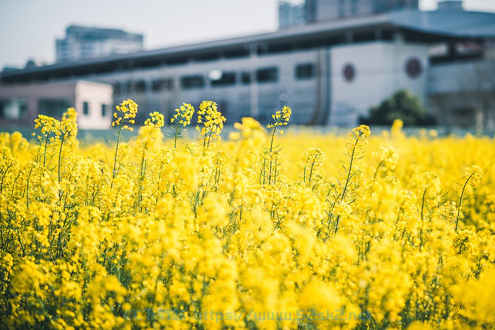 [摄影教程] 六招搞定田中花拍摄技巧教程